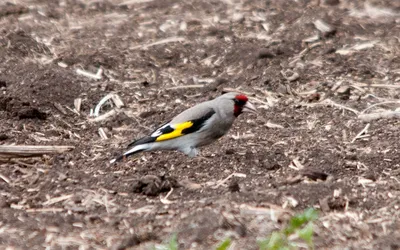 Голоса птиц. Щегол (Carduelis carduelis) - YouTube