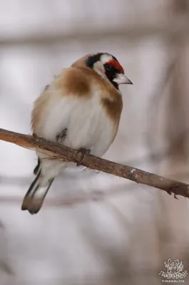 Птица Goldfinch (щегол щегла) Стоковое Фото - изображение насчитывающей  мало, щегол: 40405732