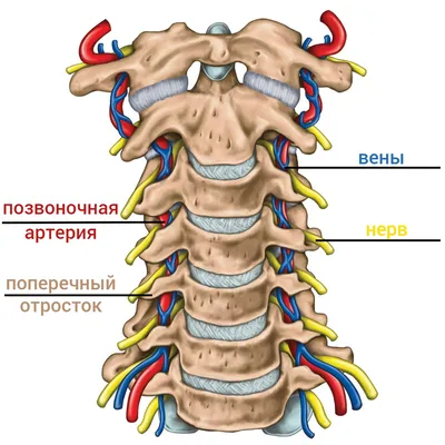 Остеохондроз грудного отдела позвоночника - симптомы и лечение