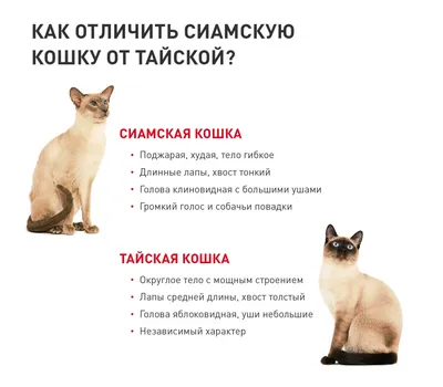 Сиамская кошка: описание, характер породы, цена котят, фото, отзывы и  болезни породы.