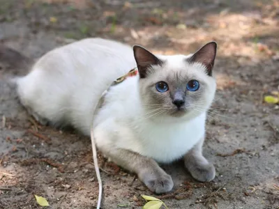 Тайская и сиамская кошки — в чем отличия? | Royal Canin