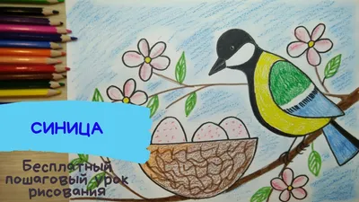 Птица рисунок для детей Синица рисунок весна Рисунок птицы карандашом  Гнездо рисунок весенний | Карандаши и краски | Дзен