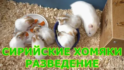 Сирийский белый хомячок | Hamster, Funny hamsters, Syrian hamster