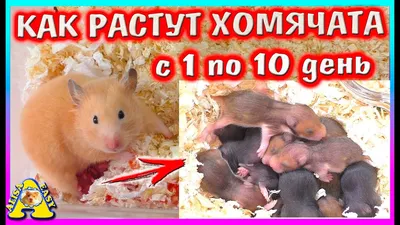 Купить хомяка цена в Москве, продажа домашних хомяков - питомник Хомячье  Царство