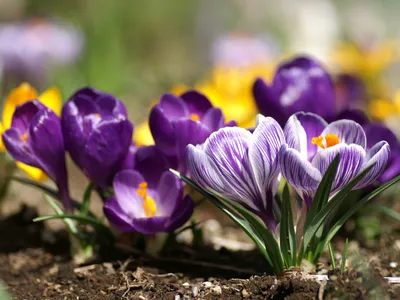 Картинка голландия Keukenhof Весна тюльпан Природа парк 1920x1080