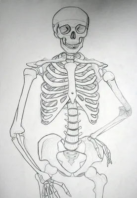 [73+] Скелет картинки рисунки обои