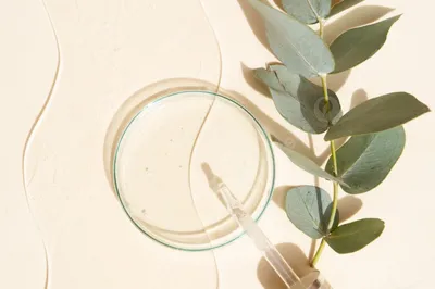стеклянная чашка петри с прозрачной чистой сывороткой и эвкалиптом для  ухода за кожей на нейтральном бежевом фоне Фото И картинка для бесплатной  загрузки - Pngtree