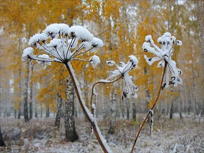 Всё меньше листьев, скоро будет зима - Скачайте на Davno.ru