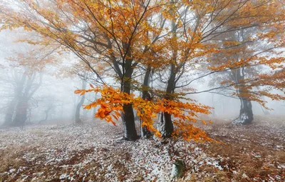 Скоро зима... (Ноябрь) | Фотосайт СуперСнимки.Ру