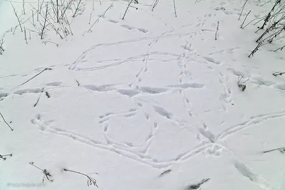 Следы птиц в снегу. Следы принадлежат голубю. Голодные птицы в снег в  поисках еды Стоковое Изображение - изображение насчитывающей замерзано,  вихрун: 212971479