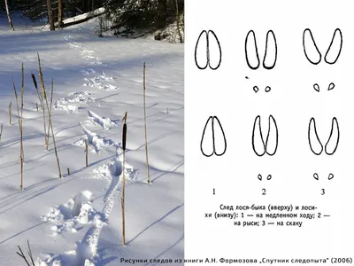 Тест: угадай животное по его следу на снегу — ЯСИА