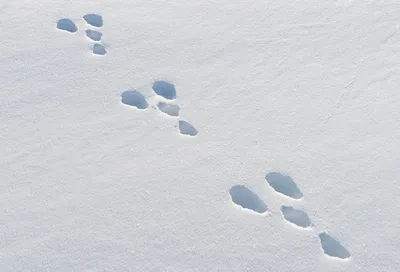 Следы зайца на снегу картинки обои