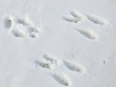 Следы животных в снегу стоковое фото. изображение насчитывающей сопрягать -  167819030