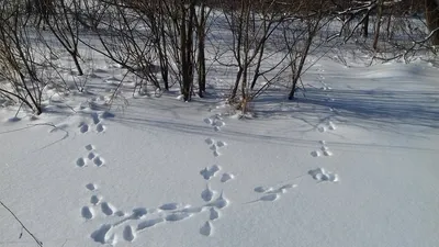 Следы зайца на снегу (46 фото) - 46 фото