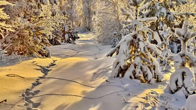 Зимняя экскурсия на луг \"Следы на снегу\"
