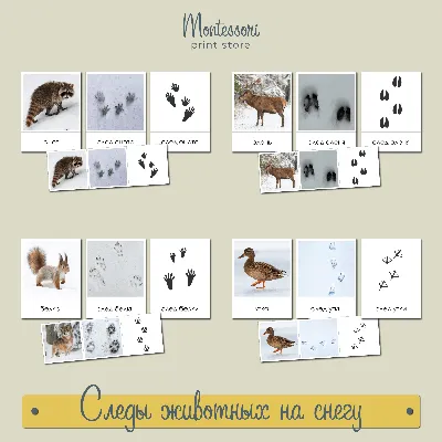 Следы животных на снегу - карточки Монтессори купить и скачать | Следы  животных, Животные, Монтессори
