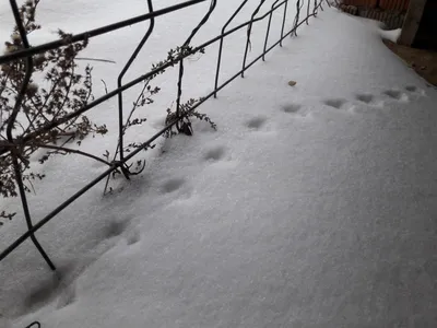 Варнавинский район, Нижегородская область, Сайт газеты Новый путь, Следы на  снегу