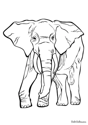 Раскраска Слон распечатать или скачать