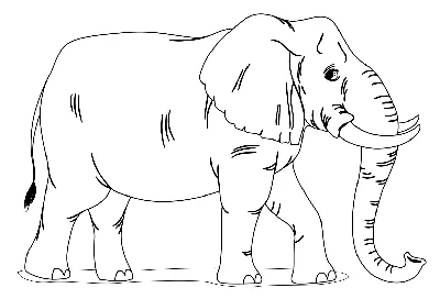 Раскраска Слон | Elephant coloring page, Mandala coloring pages, Paisley  coloring pages