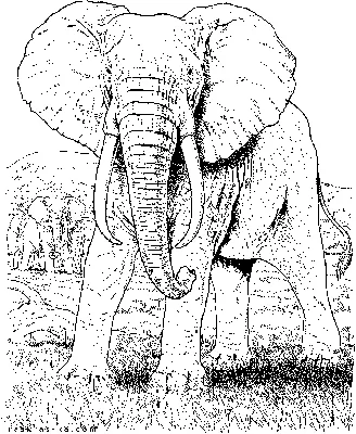 Большой слон — раскраска для детей. Распечатать бесплатно.