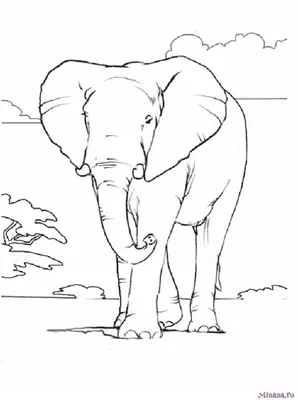 Слоненок раскраска - 64 фото