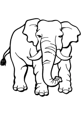 Раскраска африканский слон. Раскраска Раскраска Африканский слон  распечатать. Разукрашка.