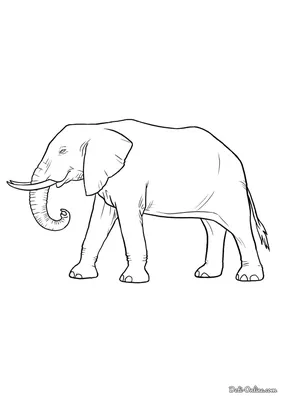 Слон картинка раскраска обои