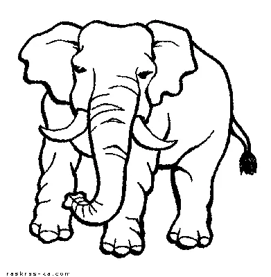 Раскраска Слон для детей. | Раскраски слоны для детей распечатать, скачать