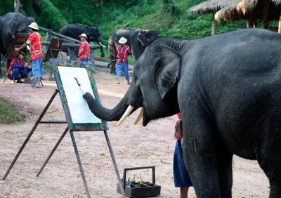 ✨️ Слон-живописец: Всем творческим и креативным людям на заметку — Наталья  Артыкаева на TenChat.ru