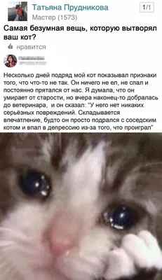 Картина на холсте (милый котенок улыбается, котята милые, кошки, котики  смешные животные) 20x30 интерьерная/в комнату/на стену/в спальню - купить  по низкой цене в интернет-магазине OZON (619127335)