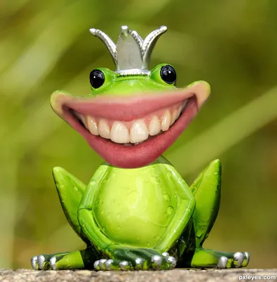 [71+] Смешная лягушка картинки обои