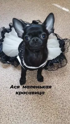 Чихуахуа сахарок Маша🐶❤️ шоколадка Кука🐶❤️ и уголёк Ася🐶❤️ | чихуахуа.  чихуа приколы. маленькие собаки. смешные животные. | Дзен