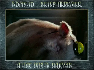 fox gif :: Лиса гифки :: Лиса :: automn :: fox :: lilakatly :: Осень ::  lilakatly :: gif :: fandoms :: гиф анимация (гифки - ПРИКОЛЬНЫЕ gif  анимашки) :: фэндомы / картинки, гифки, прикольные комиксы, интересные  статьи по теме.