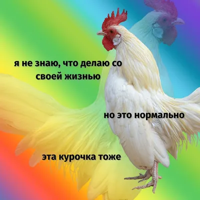 мультфильм смешной петух на белом фоне PNG , иллюстрация, клюв, внутренний  PNG картинки и пнг рисунок для бесплатной загрузки