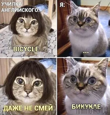 😋👍🏻 | Мемы про животных, Мемы, Мемы про котов