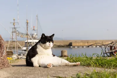 СМЕШНЫЕ ЖИВОТНЫЕ ❗🐱 ПРИКОЛЫ С КОТАМИ, СОБАКАМИ, ПОПУГАЯМИ И ДРУГИМИ  ЖИВОТНЫМИ - YouTube