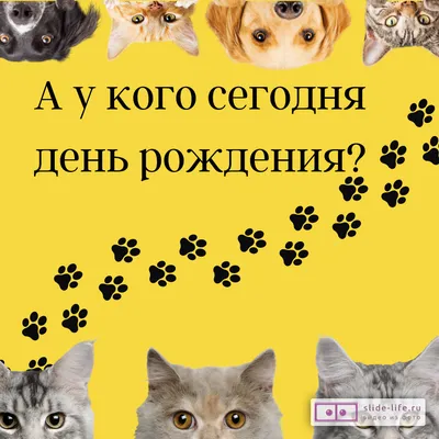 с днём рождения котик #озвучкамультиков #кот #озвучка #прикол #озвучка... |  TikTok