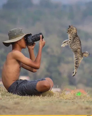 прыжок :: фотограф :: котэ (прикольные картинки с кошками) / смешные  картинки и другие приколы: комиксы, гиф анимация, видео, лучший  интеллектуальный юмор.