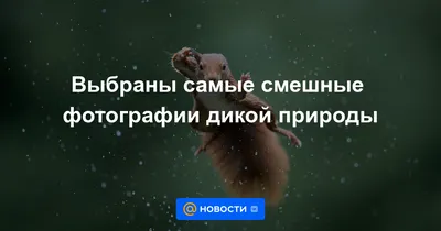 Показываем смешные фотографии диких животных, которые стали финалистами  известного конкурса