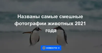 Смешные новогодние фотографии