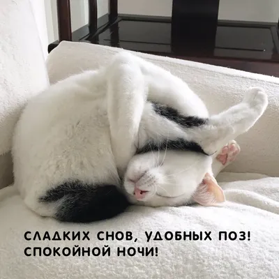 Доброе утро, заечки-котички!😻 Выспались, мои хорошие?? #мем #шутки #юмор # сон #фотоскотиками #котики #гештальт #психотерапия… | Instagram