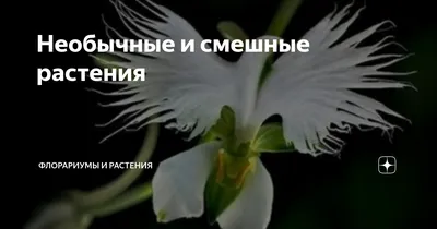 Интересные факты о цветах | Цветочный блог | Дзен