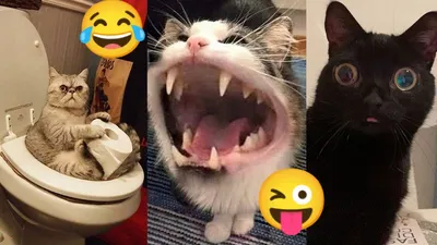 Смешные животные – Смешные кошки/собаки – Смешные видео с животными 293 -  Mover.uz