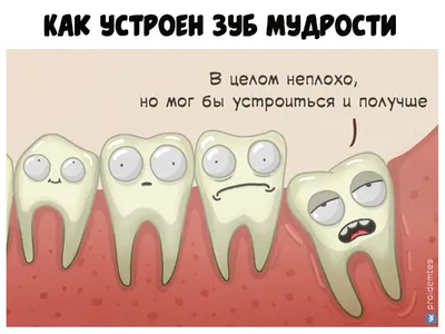 Прикол \"Зубы зайца\" (PR632) оптом, дропшиппинг в Киеве и Украине ― TOYSI.UA