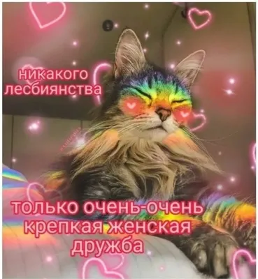 Смешные коты / картинки котов | ВКонтакте