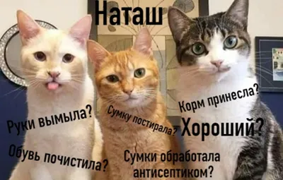 Смешные коты | Пикабу