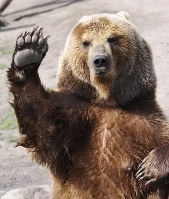 [71+] Смешные картинки с медведем обои