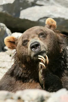 Топ 5 смешных фотографий с медведями | Wonderful animals | Дзен