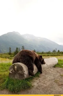 Толстый смешной реалистичный медведь …» — создано в Шедевруме