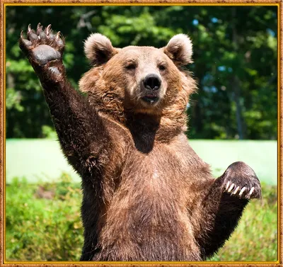 Смешные Мультфильм Иллюстрации Медведя С Медом — стоковая векторная графика  и другие изображения на тему Медведь - Медведь, Комикс, Мёд - iStock